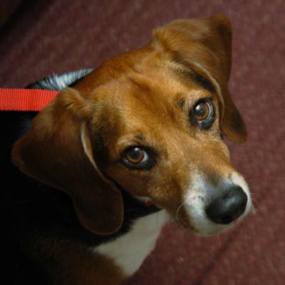 Beagle Eyes