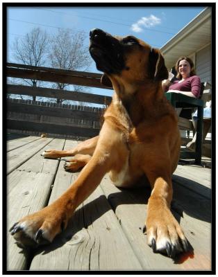 DSC_9318Veronica_Wide_Paws.jpg