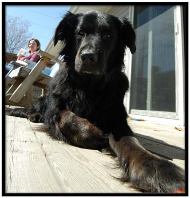DSC_9322Bear_front_paw.jpg