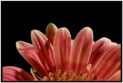 DSC_9352_Gerbera_pedals.jpg