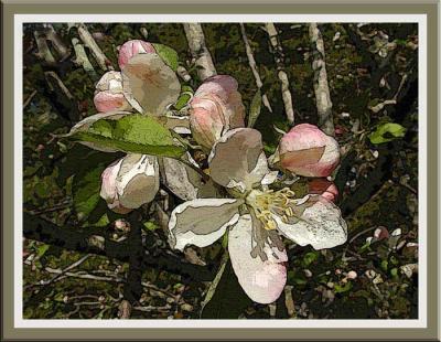 Apple Blossomsby Julie E