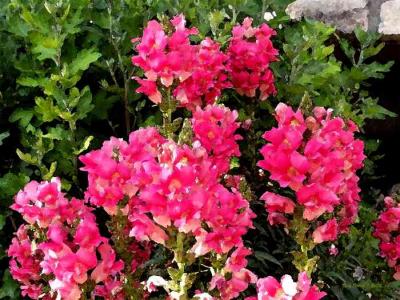 Pink Flowersby Doug Eldred