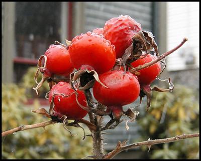 Rose Hips