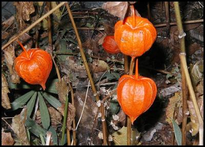 PumpkinPlant02.jpg