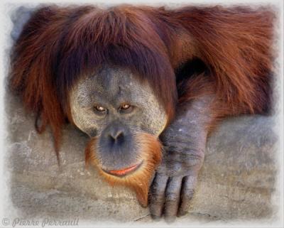 Orang-Outang