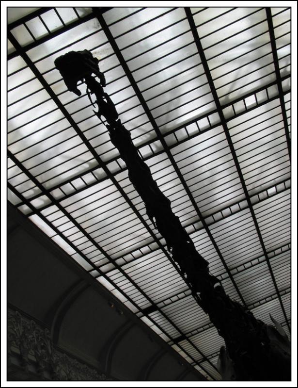 Muse de palontologie de Paris - diplodocus