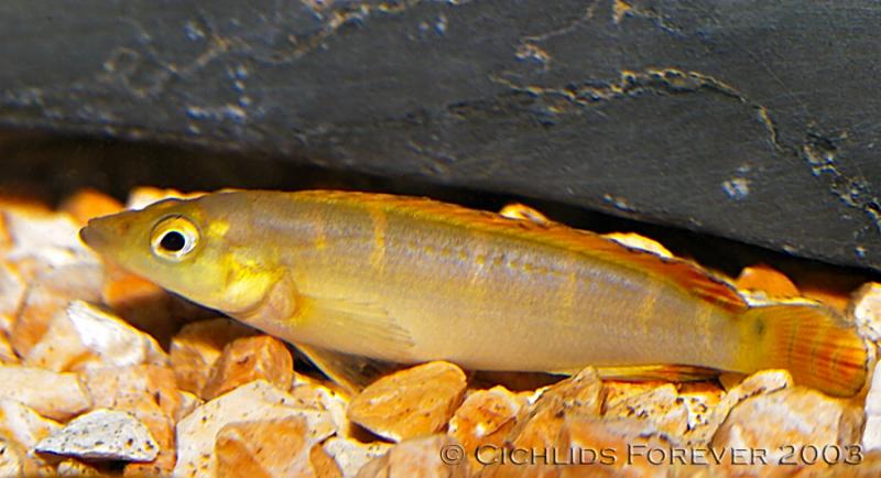 Crenicichla compressicep