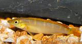 Crenicichla compressicep