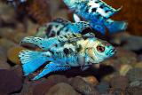 Nandopsis octofasciatum Blue (Blue Jack Dempsey)