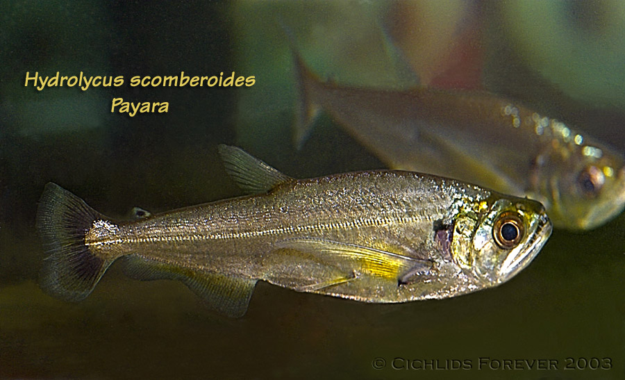 Hydrolycus scomberoides (Payara)