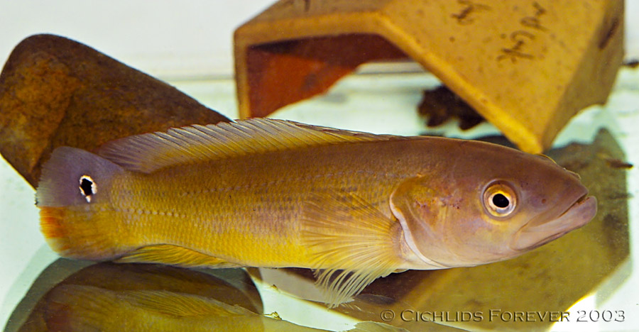 Crenicichla semifaciatus (Male)