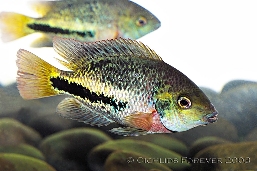 Vieja bifasciatus (5 Juvenile)