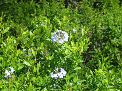 plumbago