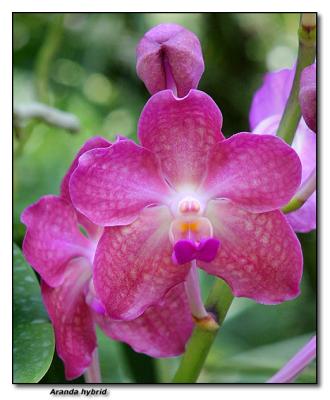 Orchid 24. Aranda hybrid