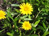 flower at beach