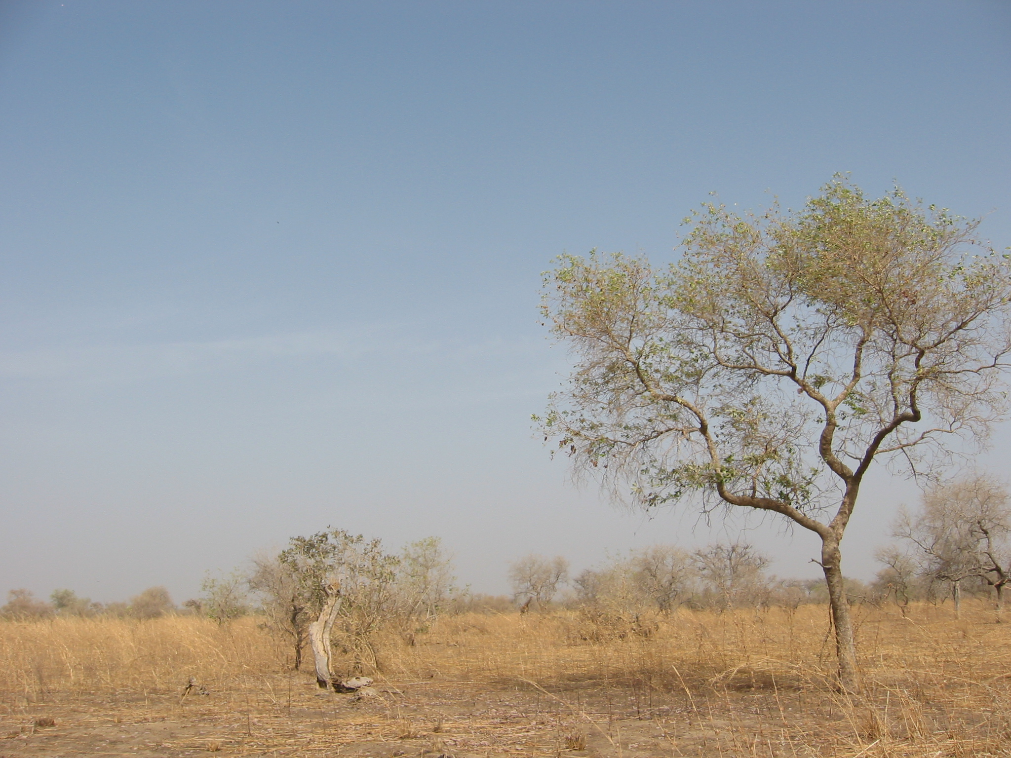 Spot the giraffe 2
