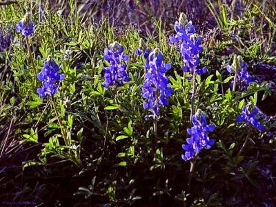 Early Bluebonnets