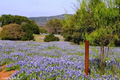 Field of Blue - Lower Willow  City Loop 2003