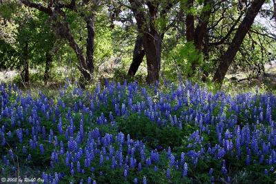 Tall Bluebonnets - Lower Willow  City Loop 2003