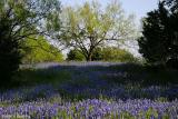 Hillside Blue - Lower Willow  City Loop 2003