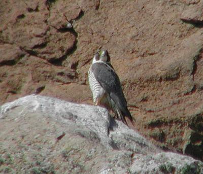 Peregrine Falcons of Morro Rock