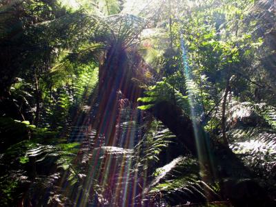 Tassie-Rain Forest
