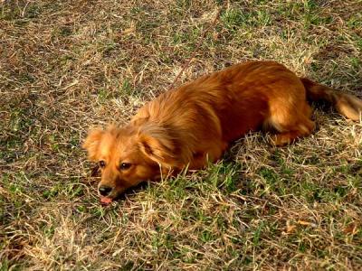 u24/rsweatt/medium/14199883.snickers.jpg