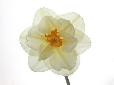 Hi-Key Daffodil