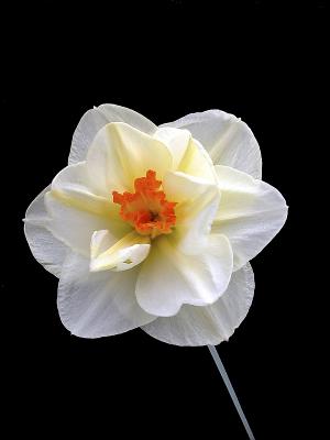 Low-Key Daffodil
