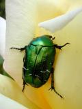 Cylindrical Leaf Beetle (Cryptocephalus sericeus)