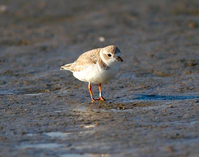 Plover_Piping 