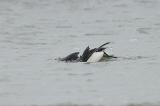 Murre_Thick-billed0820.jpg