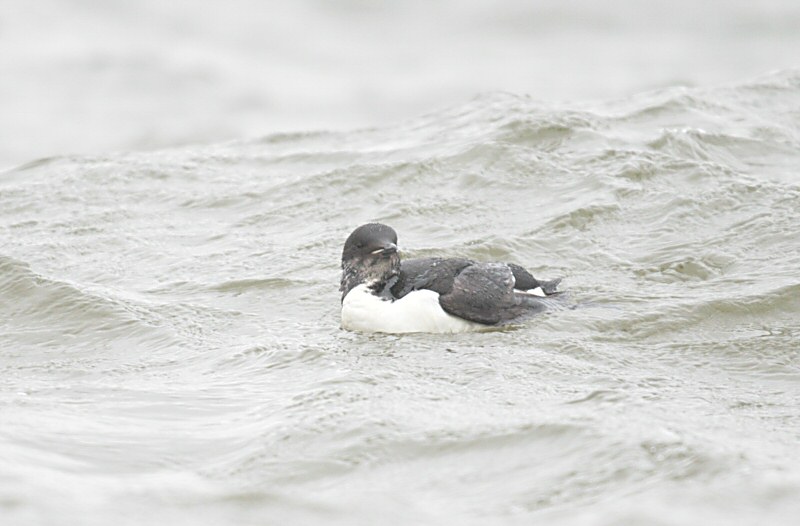 Murre_Thick-billed0708.jpg