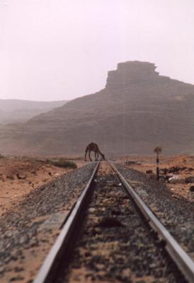 Camel  Tracks