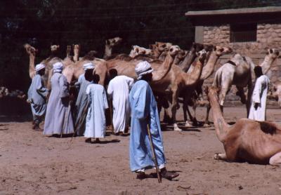 Camels and Camel-Sellers