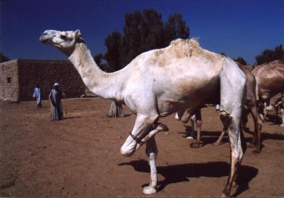 Hopalong Camel