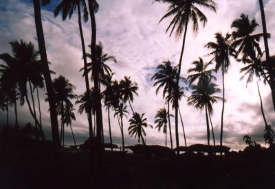 Palm Lined Beach