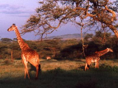 Serengeti Morning