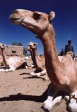 Cool Camel