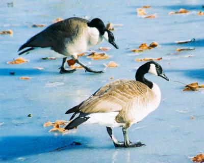 Geese On Ice