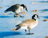 Geese On Ice