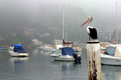 Pelican on post at Careel Bay