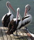 Three pelicans