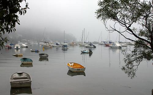 Careel fog