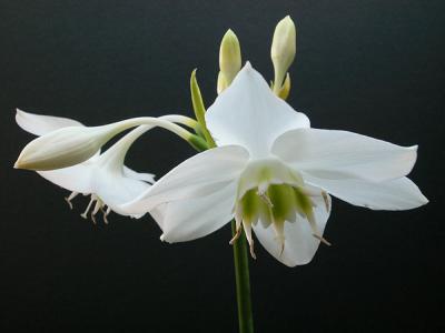 Eucharis x grandiflora