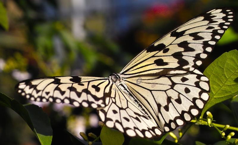 butterfly park2