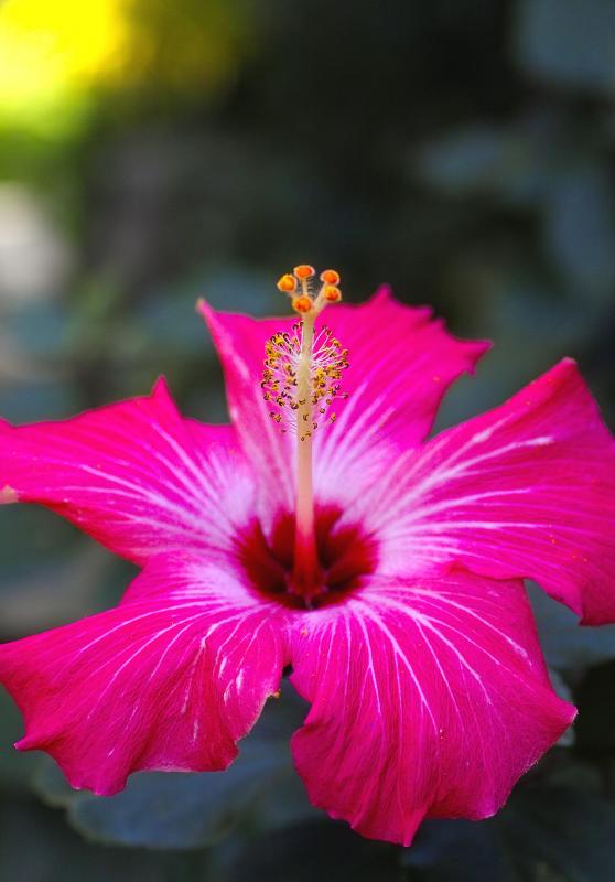 hibiscus