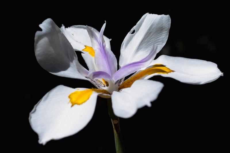 Fortnight Lily
