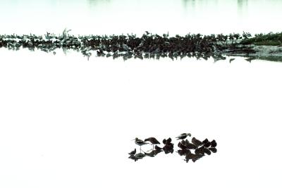 Birds of Contrast