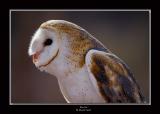 Barn Owl...
